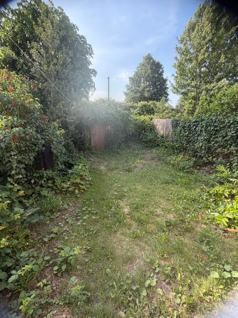 Overgrown rear garden before clearance